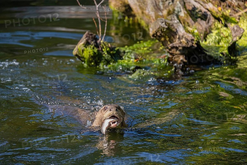 One giant otter or giant river otter (Pteronura brasiliensis) eating a fish while swimming in the river