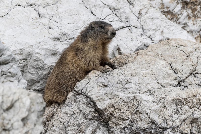 Marmot (Marmota marmota), Monte Baldo, Italy