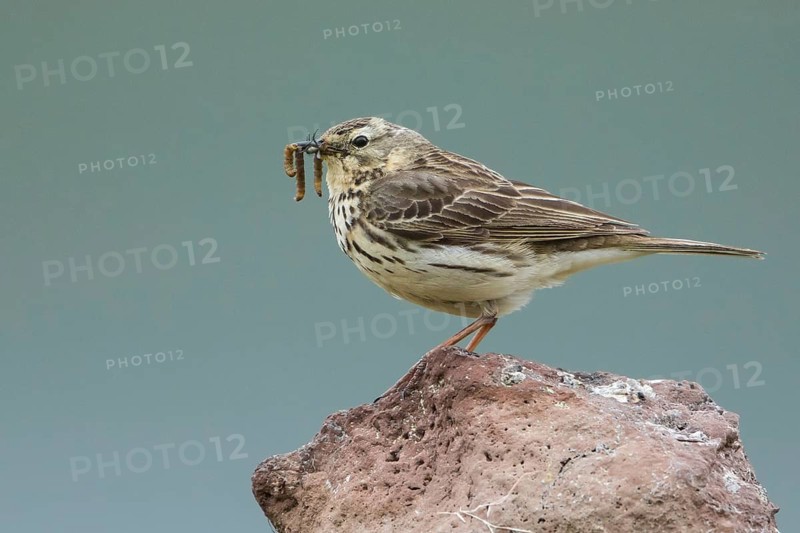 Meadow Pipit (Anthus pratensis) perched on a rock with food in its beak, Iceland