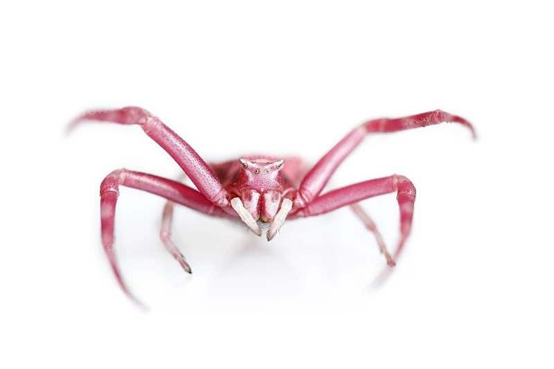Crab Spider (Thomisus onustus), on white background, Galicia, Spain