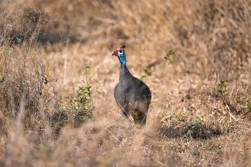 Helmeted guinea fowl (Numida meleagris), in dry grass, Kruger National Park, South Africa