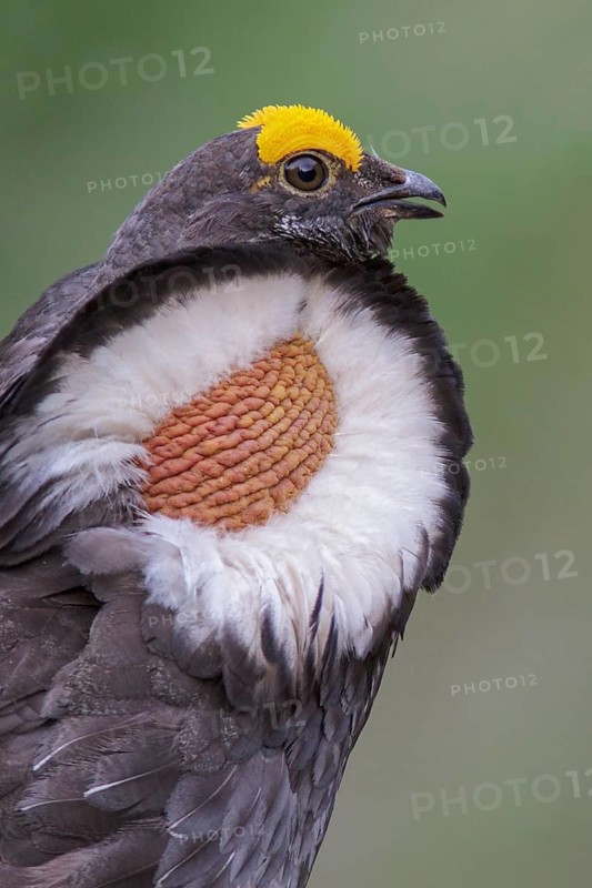 Sooty Grouse (Dendragapus fuliginosus) in the mountains of British Columbia, Canada