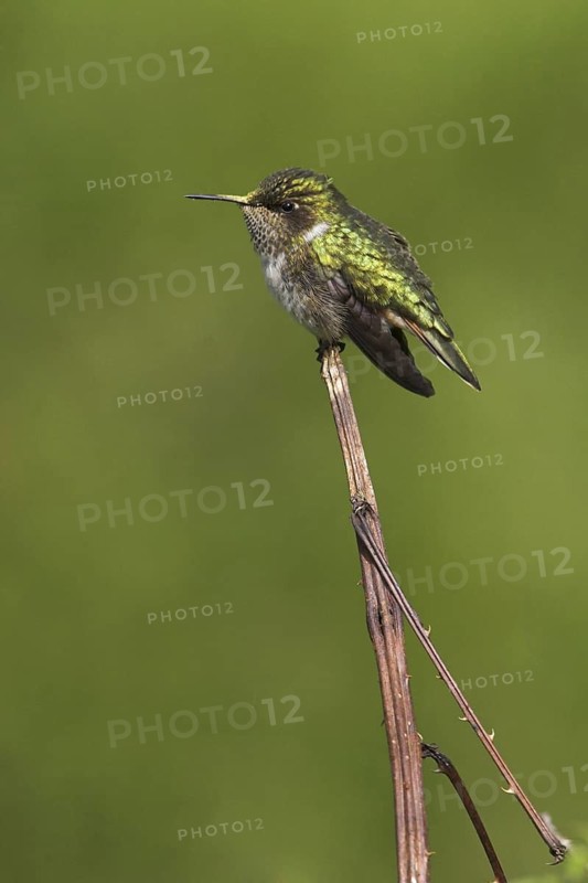 Volcano Hummingbird (Selasphorus flammula), Costa Rica
