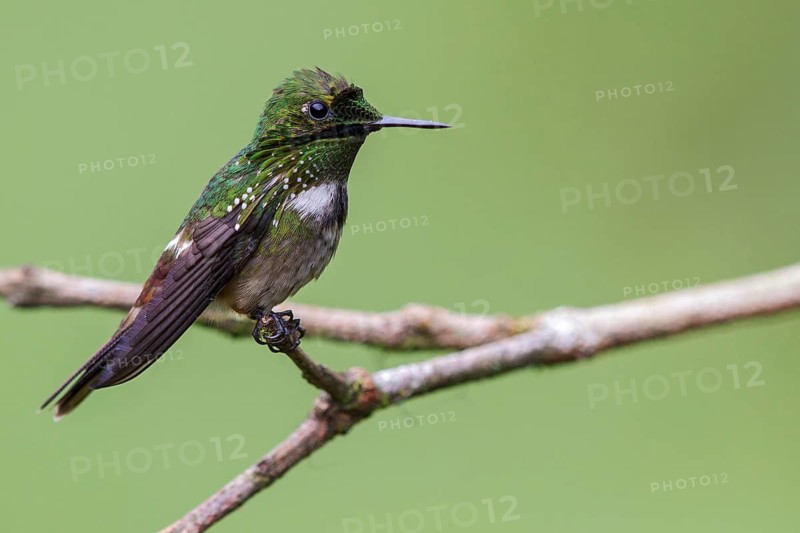 Festive Coquette (Lophornis chalybeus) perched on a branch in the Atlantic rainforest of southeast Brazil