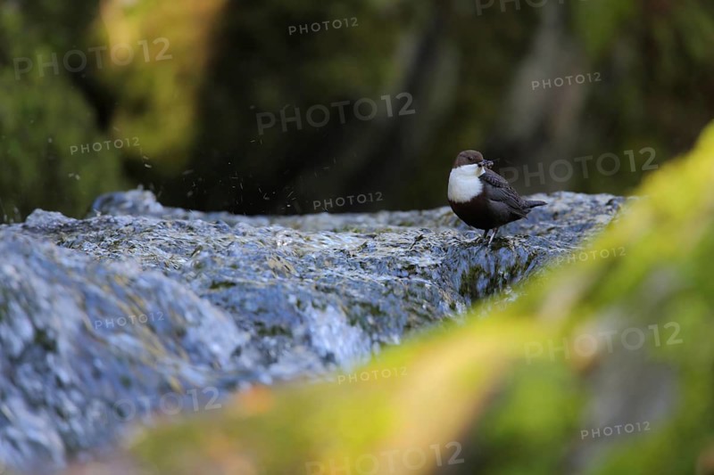 White-throated Dipper (Cinclus cinclus) with food in its beak, Rhineland-Palatinate, Germany