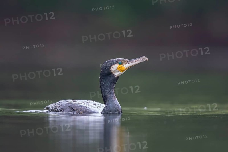 Great Cormorant (Phalacrocorax carbo), North Rhine-Westphalia, Germany