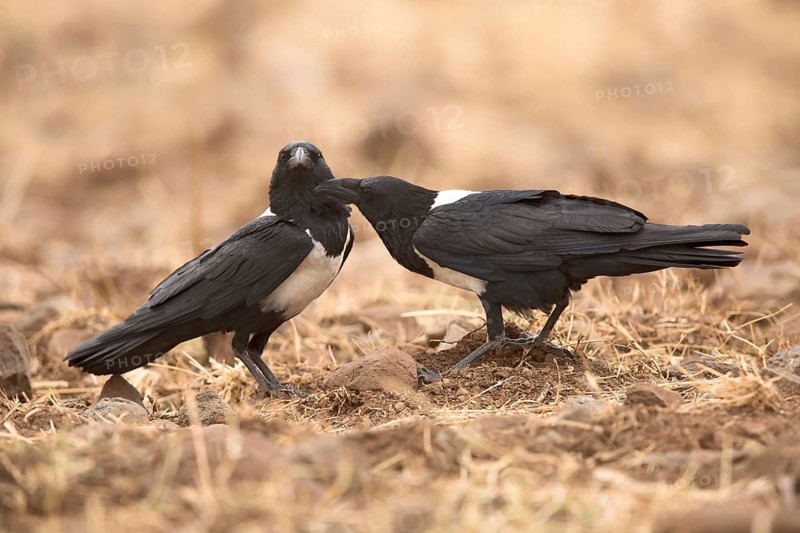 Pied Crow (Corvus albus) perched on the ground, Oromia, Ethiopia