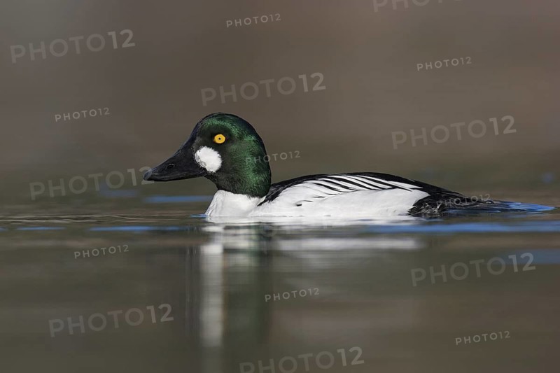 Common Goldeneye (Bucephala clangula) male, British Columbia, Canada