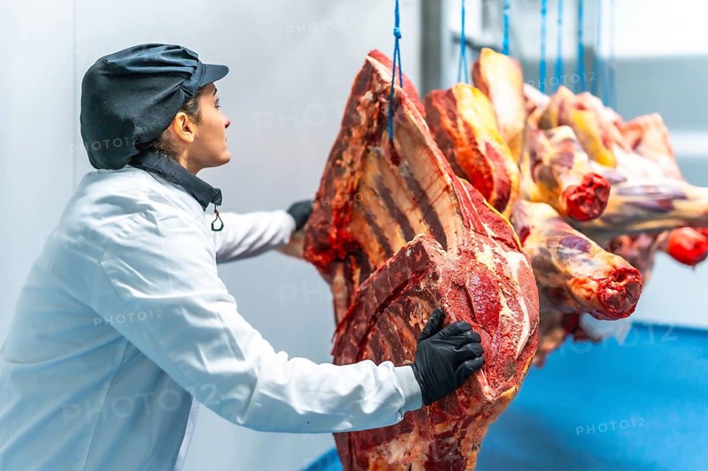 Female butcher working in a cold storage room of a meat processing factory carrying hanged pieces of meat