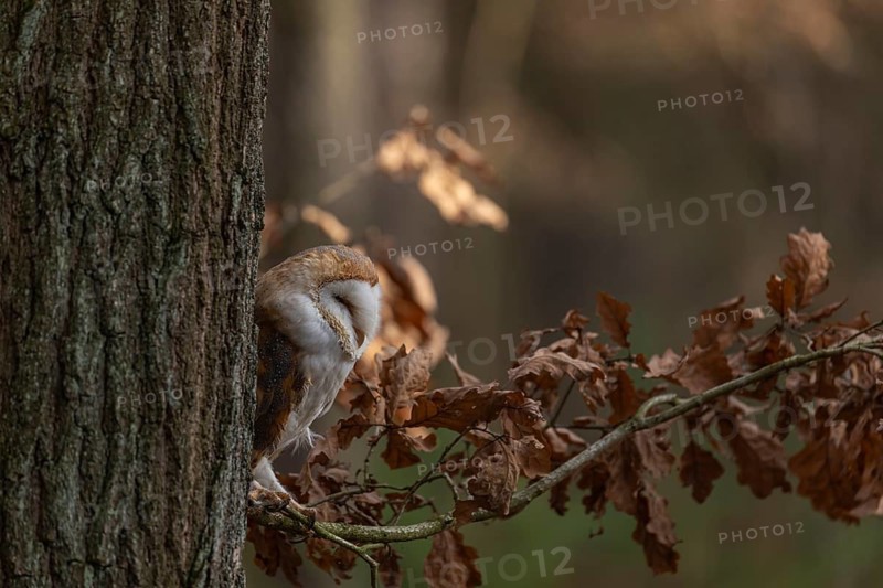 One barn owl (Tyto alba) sitting on a twig of a beech tree with some autumnal coloured leafs
