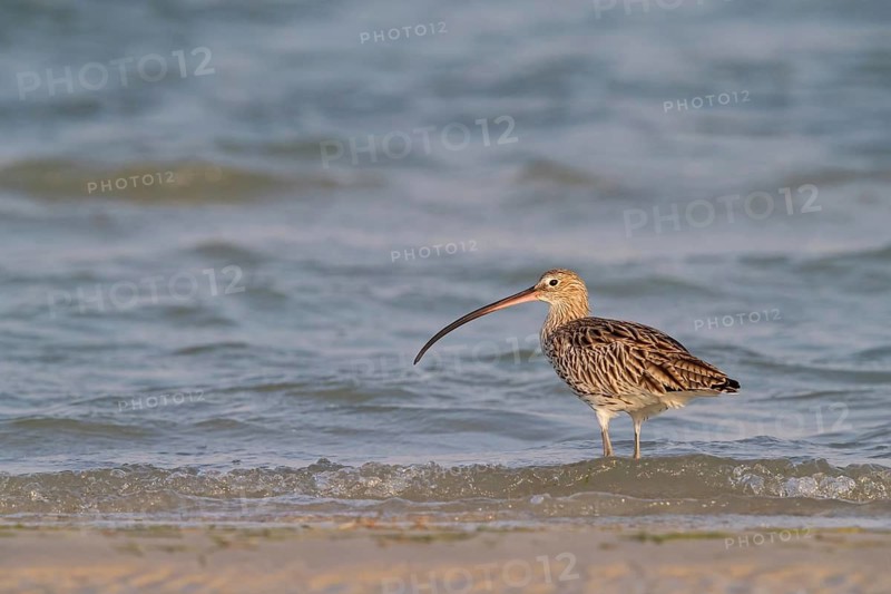 Eurasian curlew, curlew, (Numenius arquata), snipe family, biotope, habitat, feeding cue Al Ghidin, Barr Al Hikman, Al Wusta, Oman