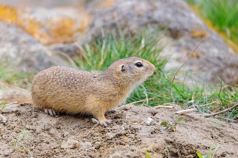 A fully grown European ground squirrel (Spermophilus citellus) sits in rocky terrain on a cloudy day. Austria
