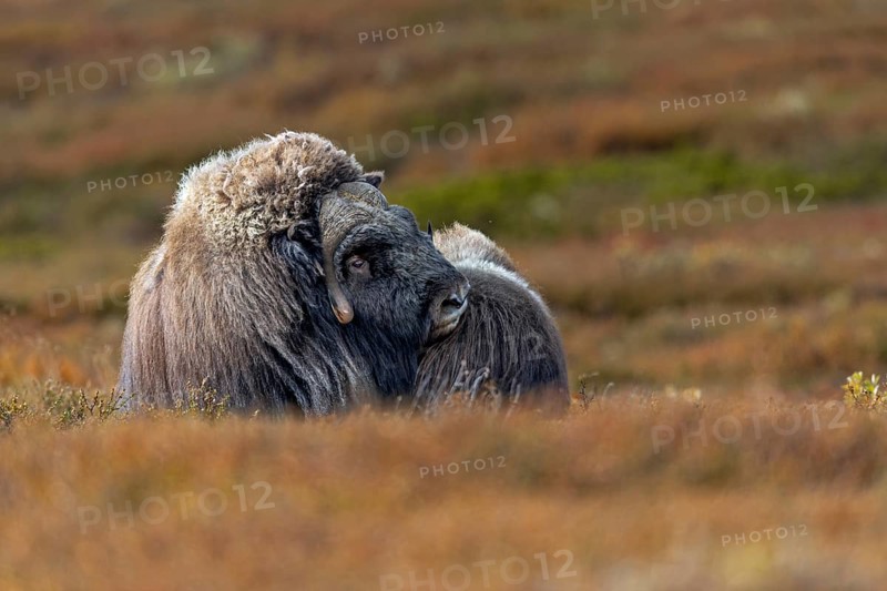This musk ox bull (Ovibos moschatus) is remarkably friendly towards the calves in the small herd and makes contact with them at regular intervals, autumn, autumn landscape, Ruska, Tundra landscape, September, Norway