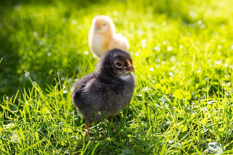 Chicks of domestic fowl (Gallus gallus domesticus) in the meadow