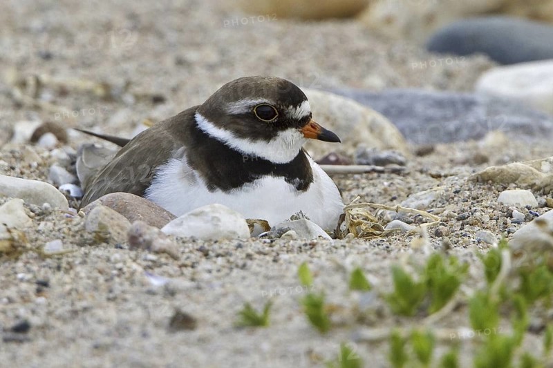 Semipalmated Plover (Charadrius semipalmatus), Manitoba, Canada
