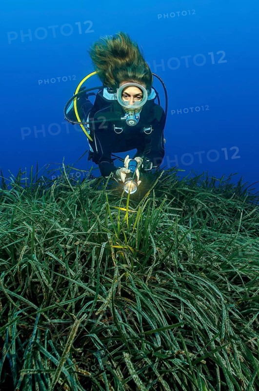 Diver looking at illuminated with underwater lamp seagrass meadow of aquatic plant Neptune grass (Posidonia oceanica) Posidonia seagrass, Mediterranean Sea