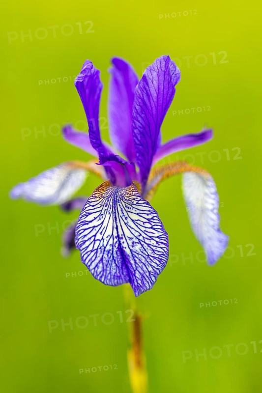 Siberian iris (Iris sibirica), Iris family (Iridaceae), Eriskircher Ried, Baden-Württemberg, Baden-Württemberg, Germany