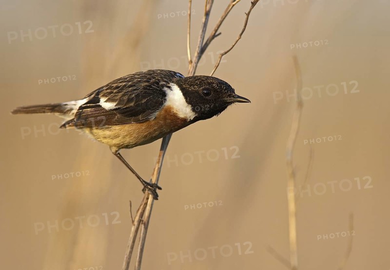 European Stonechat (Saxicola rubicola) male, Mecklenburg-Western Pomerania, Germany