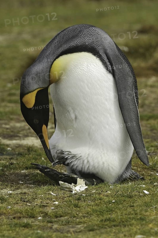 King Penguin (Aptenodytes patagonicus), Falkland Islands