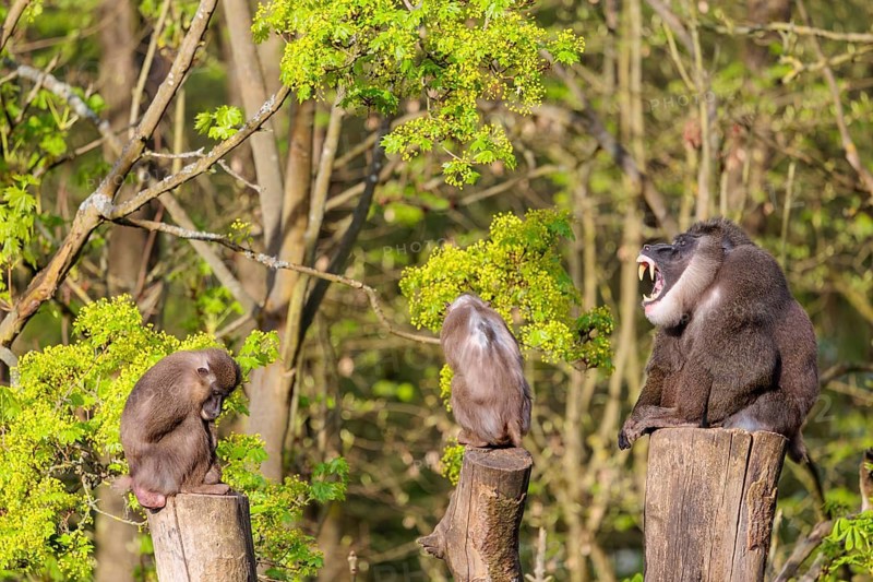 Three Drills (Mandrillus leucophaeus), a male and two females, sit high up on the three stumps of a cut tree and enjoy the early sunlight. A green forest can be seen in the background