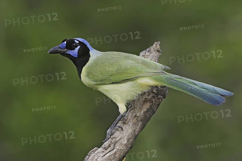 Green Jay (Cyanocorax luxuosus), Texas, USA