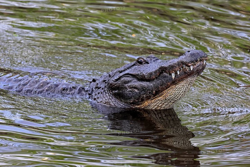 Mississippi Alligator (Alligator mississippiensis), pike alligator, adult, friendly, portrait, smiling, courtship, courtship, advertising, in water, Florida, USA, North America