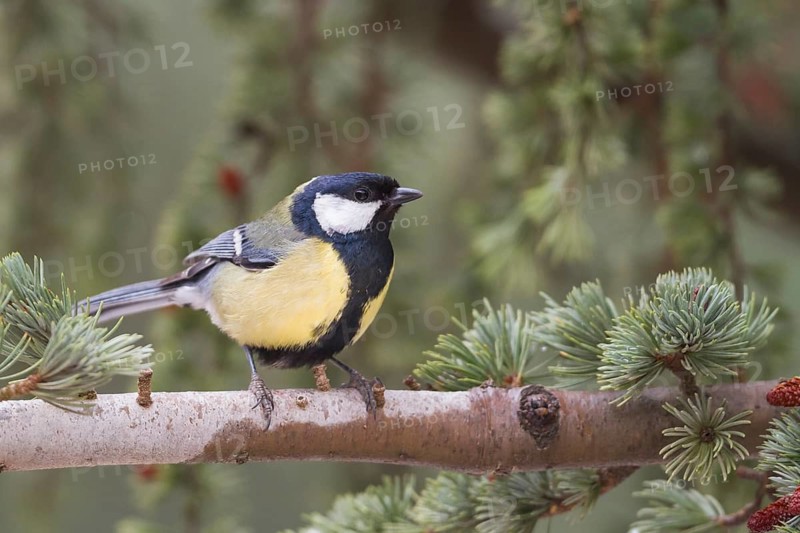 Great Tit - Kohlmeise - Parus major ssp. excelsus, Morocco, adult male
