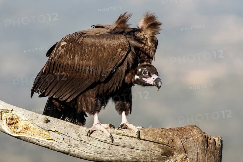 Cinereous Vulture (Aegypius monachus) perched on a branch, Castile and Leon, Spain