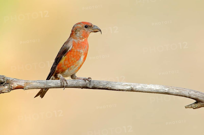 Red Crossbill (Loxia curvirostra) male perched on a branch, Andalusia, Spain