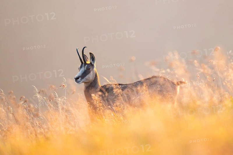 Chamois (Rupicapra rupicapra) on a meadow in the Vosges Mountains, wildlife, France