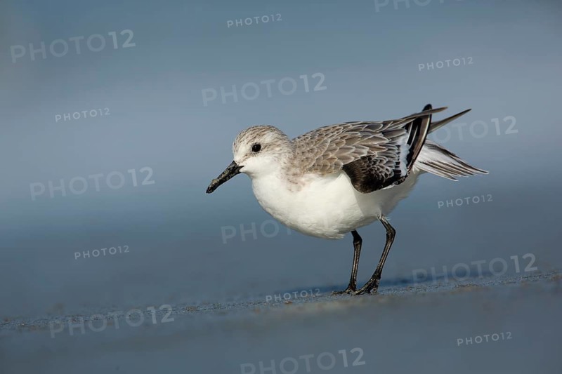 Sanderling (Calidris alba), Victoria, Australia