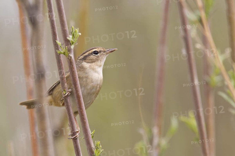 Radde's Warbler (Phylloscopus schwarzi) perched on a branch, Dornod Province, Mongolia
