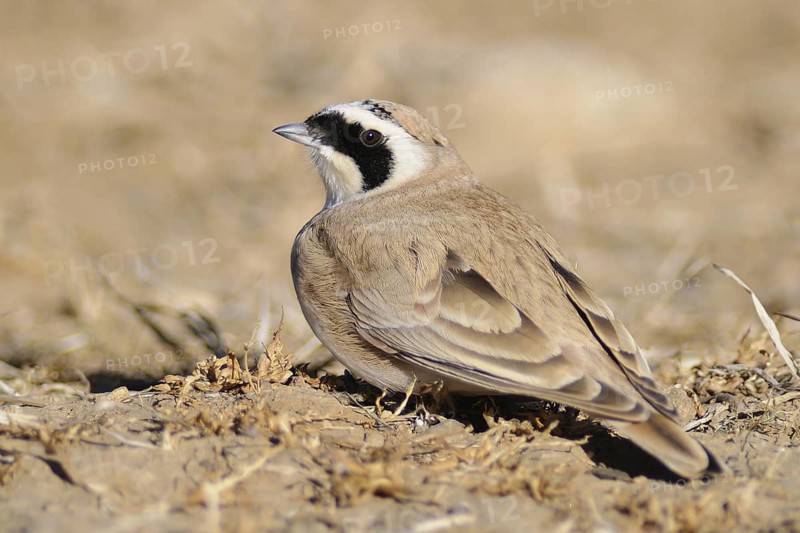 Horned Lark (Eremophila alpestris), Tibet, China