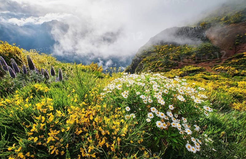 Madeira landscape with daisy and Pride of madeira flowers and blooming Cytisus shrubs and mountains in clouds. Miradouros do Paredao, Madeira island, Portugal