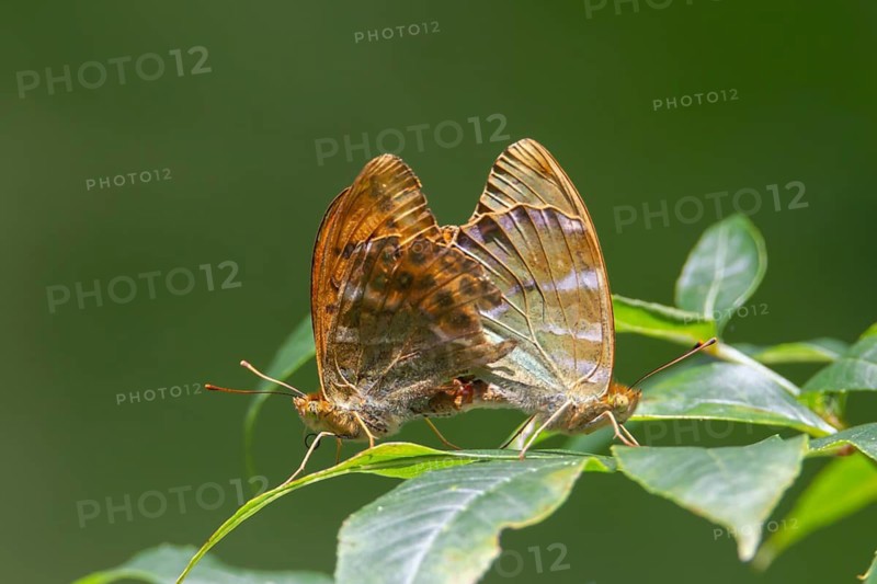 Silver-washed fritillary butterfly (Argynnis paphia) two adult insects mating on tree leaves in summer, England, United Kingdom
