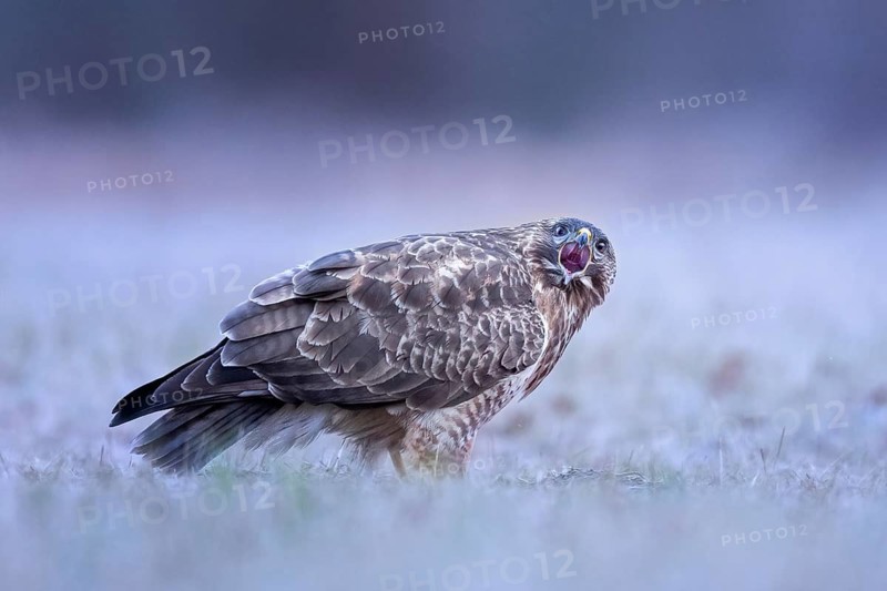 Common Buzzard (Buteo buteo) calling, Saxony-Anhalt, Germany