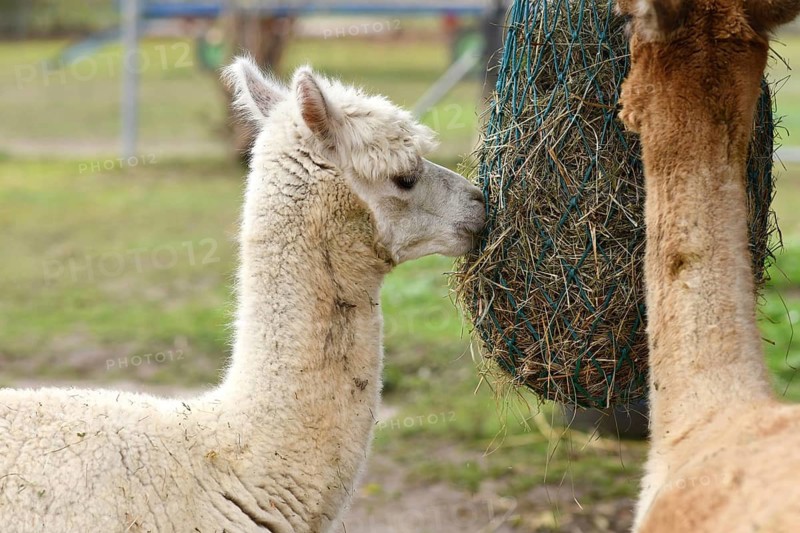 White alpaca feeding from hanging hay net