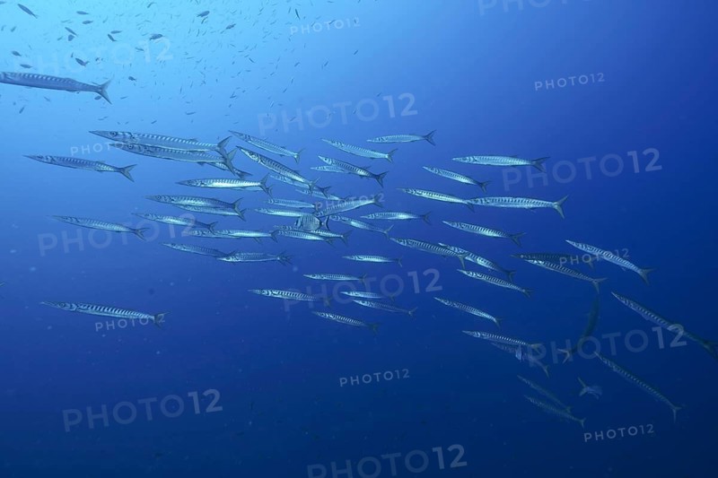 European barracuda (Sphyraena sphyraena)