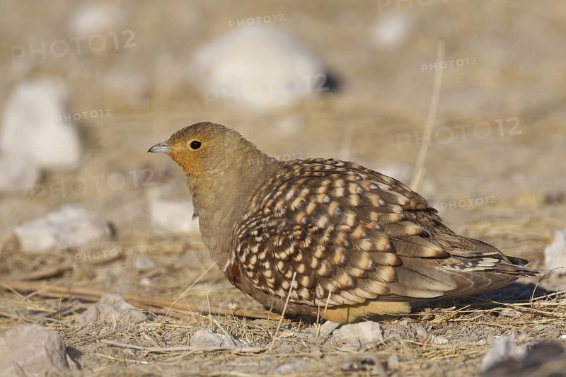 Namaqua Sandgrouse (Pterocles namaqua), Oshikoto, Namibia