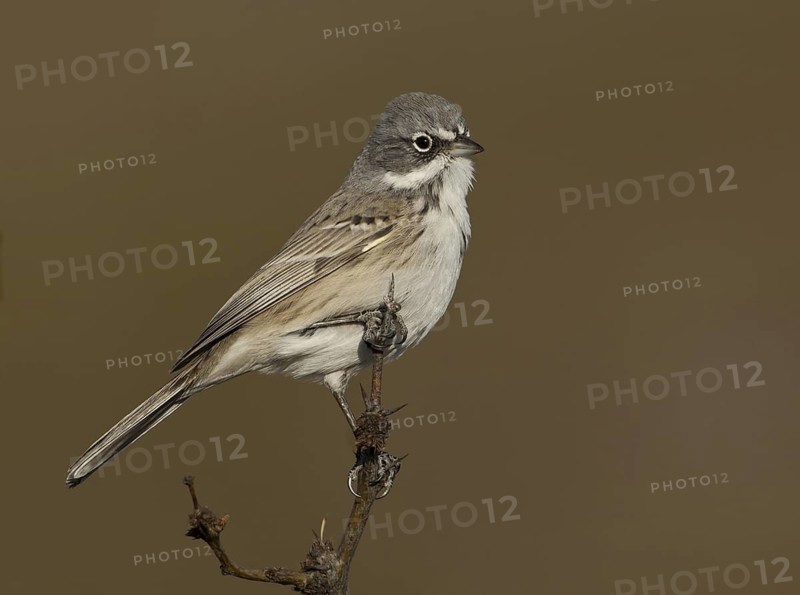 Sagebrush Sparrow (Artemisiospiza nevadensis), New Mexico, USA