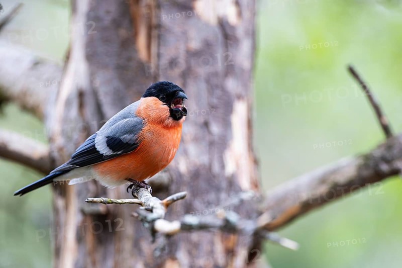 Bullfinch or bullfinch (Pyrrhula pyrrhula), male sitting on a branch with open beak, Kuusamo, Northern Ostrobothnia, Finland