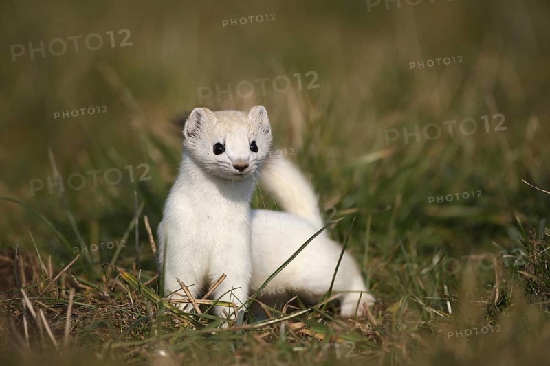 Large weasel (Mustela erminea) in white winter fur, Allgäu, Bavaria, Germany, Allgäu, Bavaria, Germany