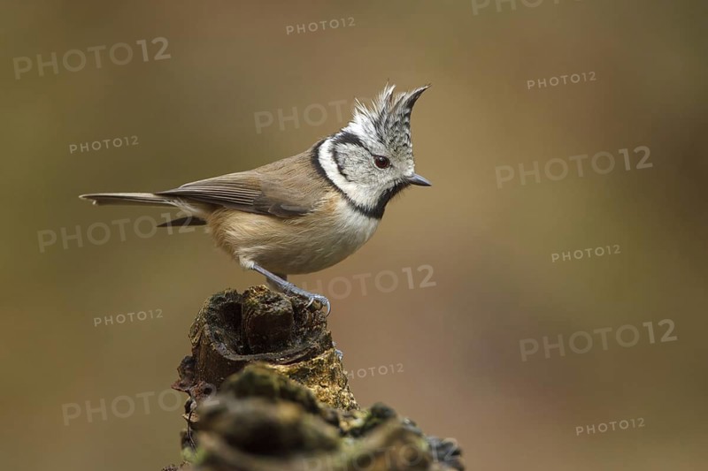 European Crested Tit (Lophophanes cristatus), Utrecht, Netherlands