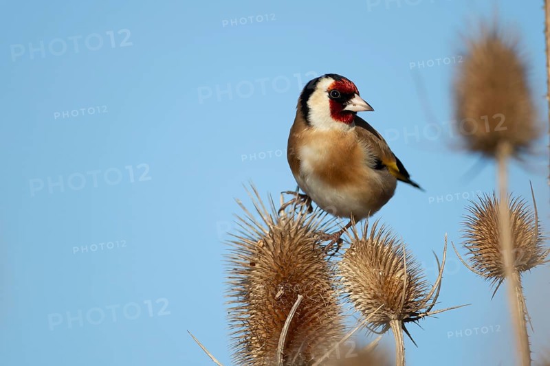 European goldfinch (Carduelis carduelis) adult bird on a Teasel (Dipsacus fullonum) seedhead in winter, England, United Kingdom