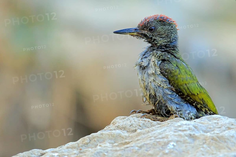 European Green Woodpecker (Picus viridis) juvenile perched on a stone, Andalusia, Spain