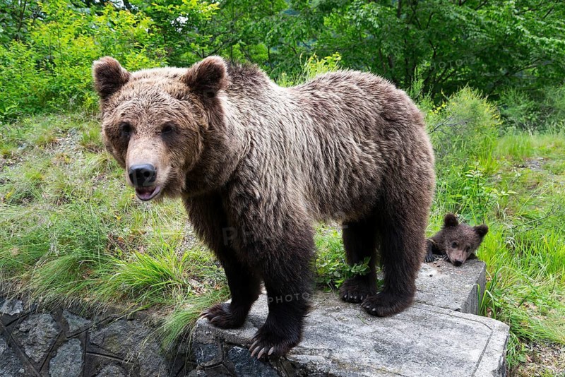 A large brown bear stands on a boulder in the forest with a bear young nearby, European brown bear (Ursus arctos arctos) with young, Transylvania, Carpathians, Romania