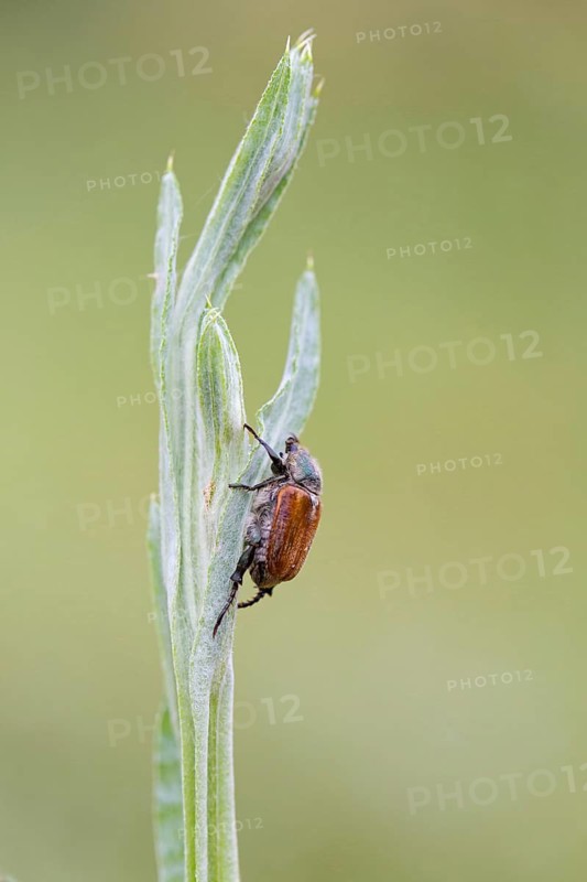 Garden leaf beetle, Phyllopertha horticola, Muselievo, ????????? Muselievo, ?????? Pleven, Bulgaria