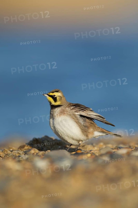 Shore lark or Horned lark (Eremophila alpestris) adult bird on a beach, Suffolk, England, United Kingdom