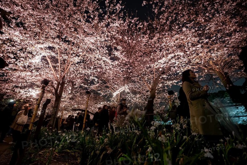 People walking under blooming illuminated cherry trees at night, Japanese cherry blossoms in spring, Hanami Festival, Chidorigafuchi Green Way, Tokyo, Japan