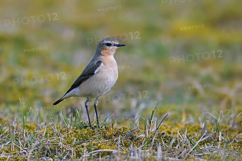 Northern wheatear (Oenanthe Oenanthe, Motacilla Oenanthe) adult female in spring in meadow